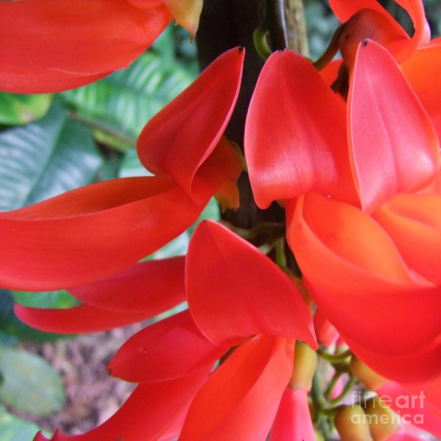 Red Jade Flowers Photograph By Mary Deal Fine Art America