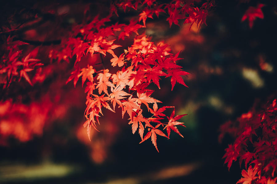 Red Japanese maple leaves in natural park Photograph by D3sign