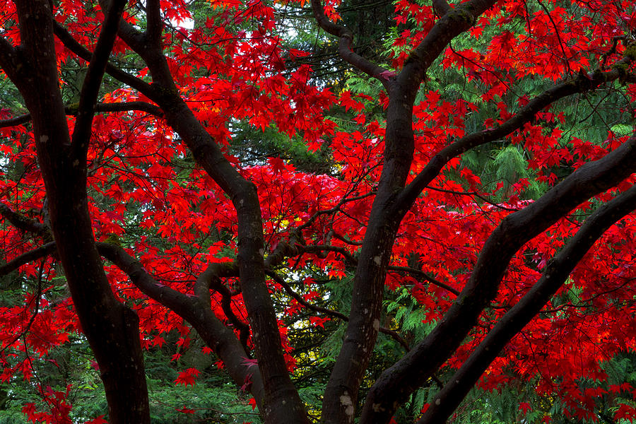 Red Japanese Maple Leaves Photograph by Michael Russell