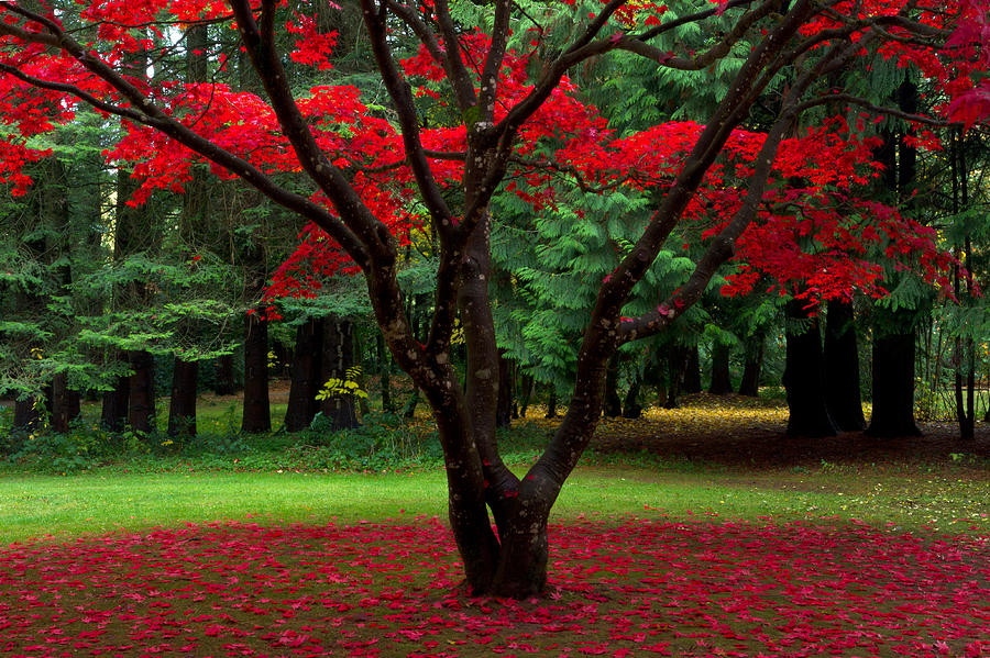 Red Japanese Maple Tree Photograph by Michael Russell