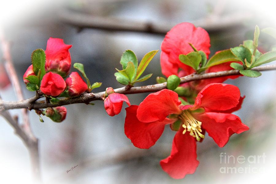 Red Japanese quince Photograph by Yumi Johnson