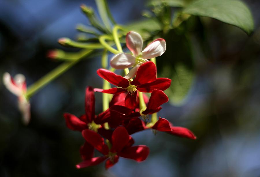 Red Jasmine Blossom Photograph by Ramabhadran Thirupattur