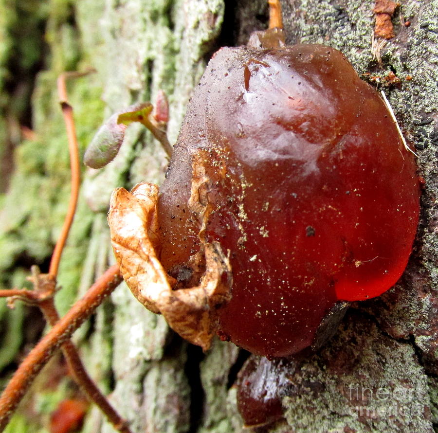 Red Jelly Ball Fungi Photograph by Joshua Bales