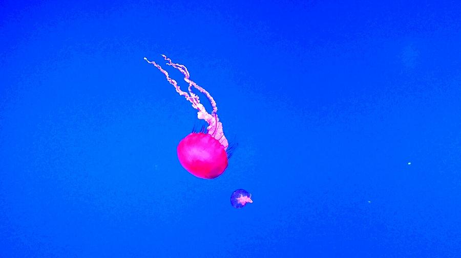 Red Jellyfish in the deep blue sea Photograph by Kelly Mills