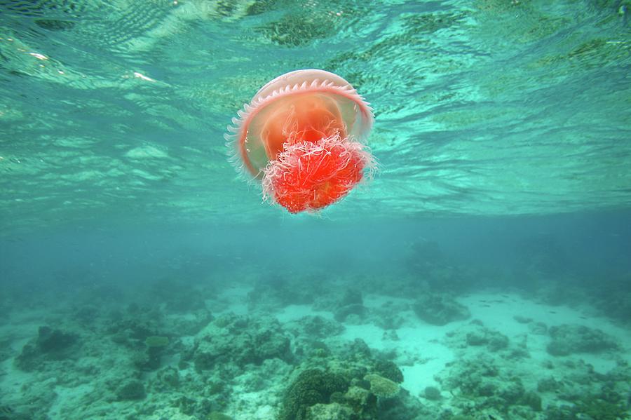 Red Jellyfish Photograph by James R.d. Scott