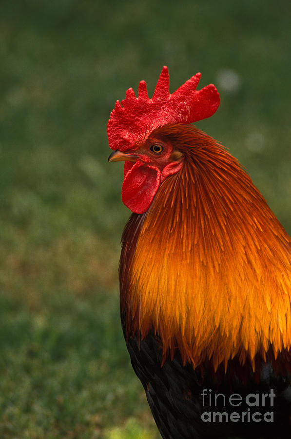 Chicken Photograph - Red Jungle-fowl by Ron Sanford