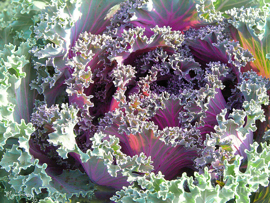 Red Kale Photograph by Mariarosa Rockefeller