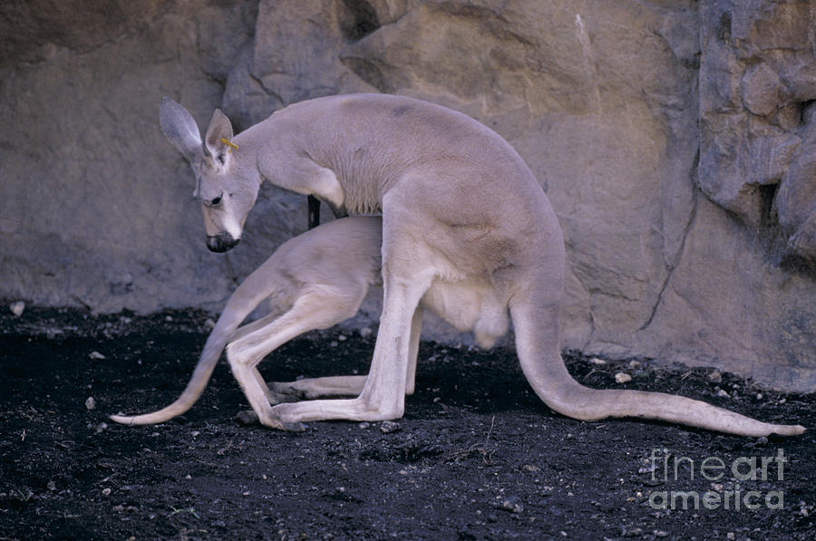 Red Kangaroo. Australia Photograph by Art Wolfe