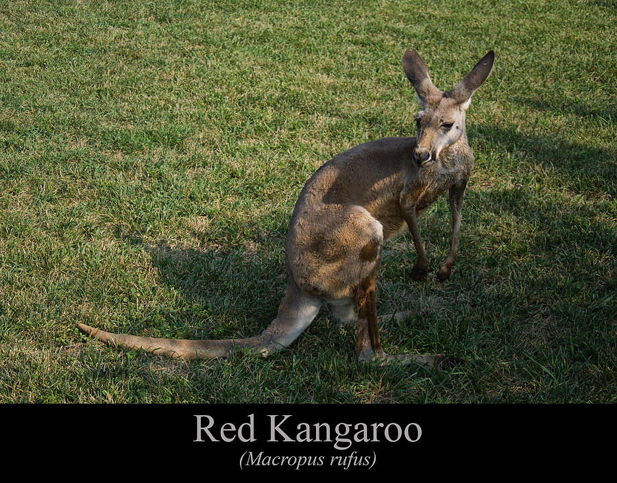 Red Kangaroo Digital Art by Flees Photos