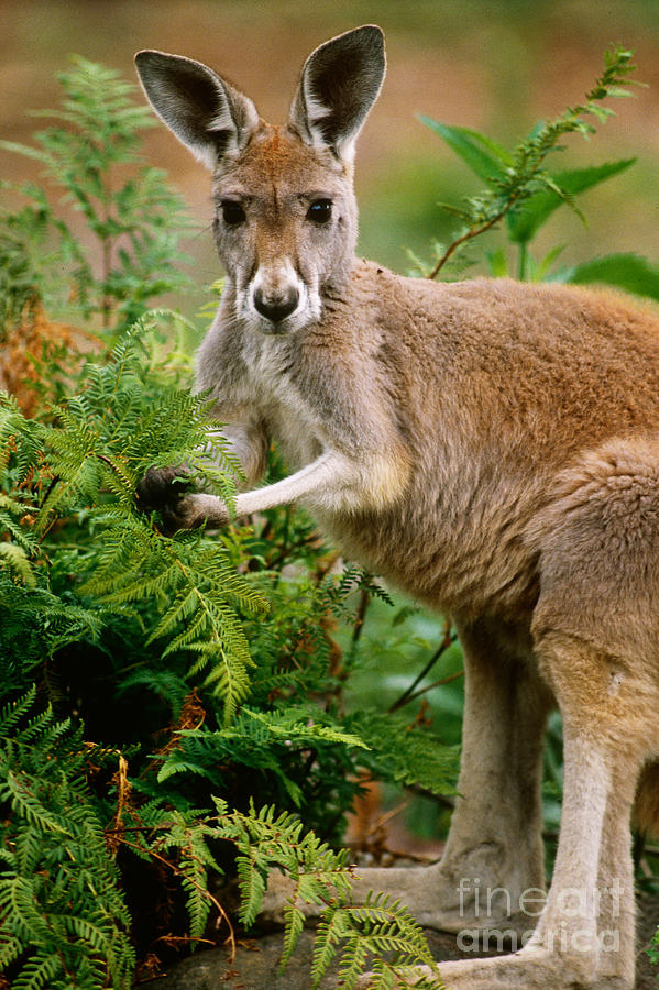 The red kangaroo - Macropus rufus Yoga Mat