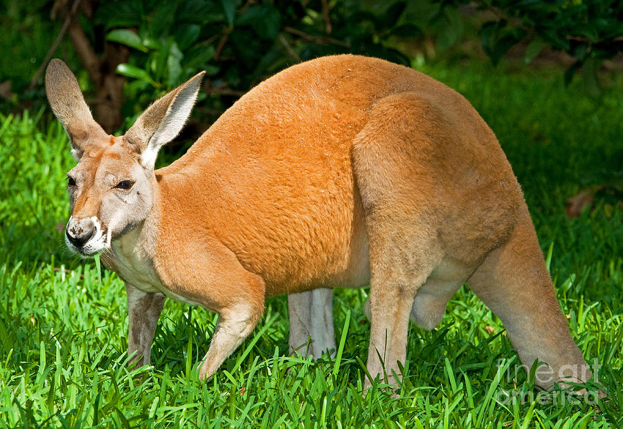 Red Kangaroo Photograph by Millard H. Sharp