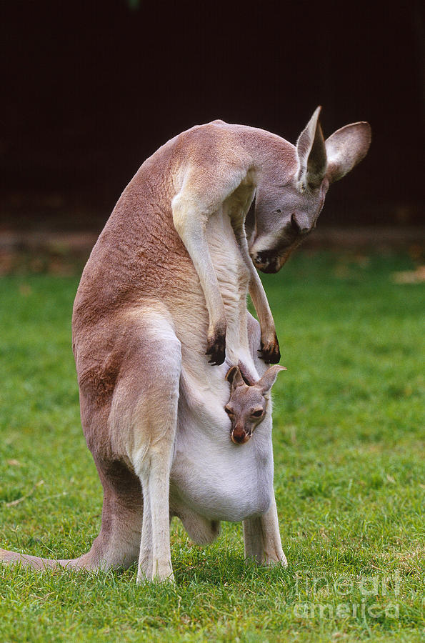 https://images.fineartamerica.com/images-medium-large-5/red-kangaroo-mother-and-young-australia-art-wolfe.jpg