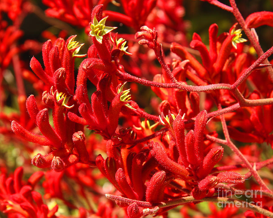 Red Kangaroo Paw Flowers Photograph by Kenny Bosak