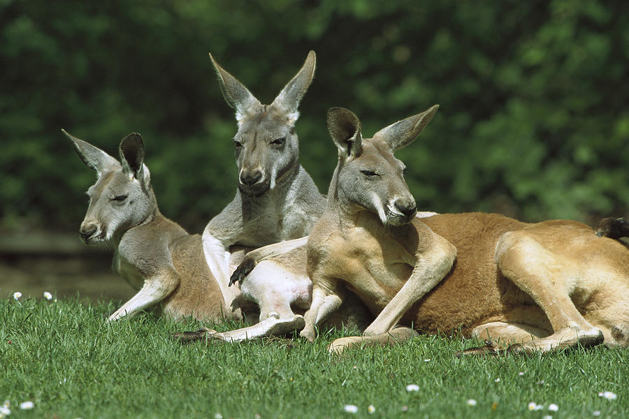 Red Kangaroo Trio Relaxing Australia Photograph by Konrad Wothe
