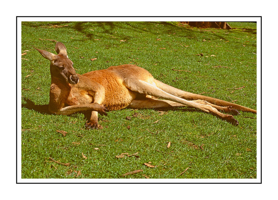 Red Kangaroo Ver. - 2  Photograph by Larry Mulvehill
