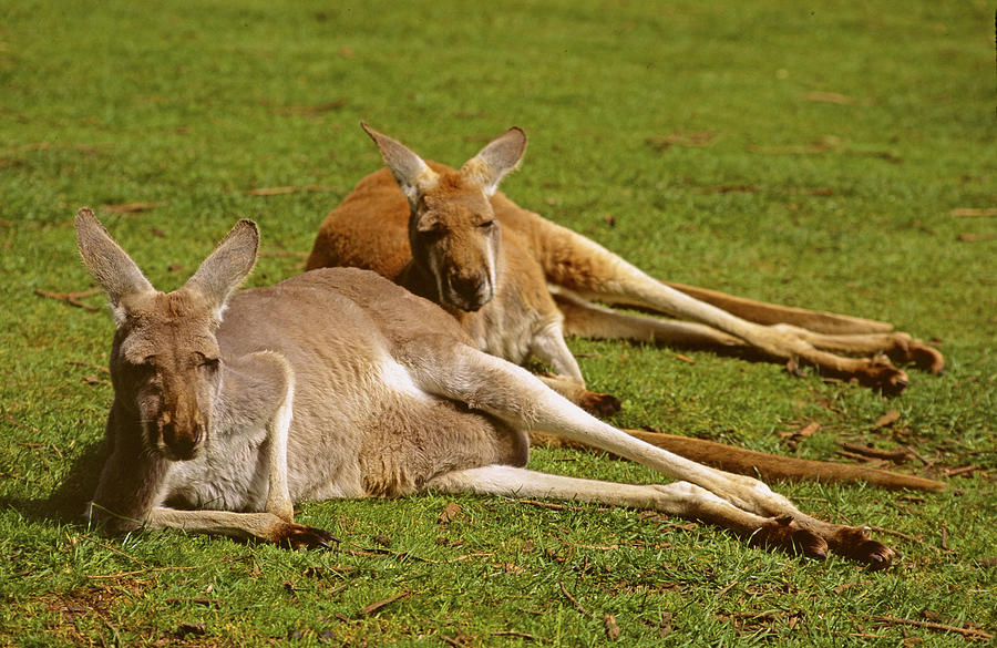 Red Kangaroos Ver. - 4 Photograph by Larry Mulvehill