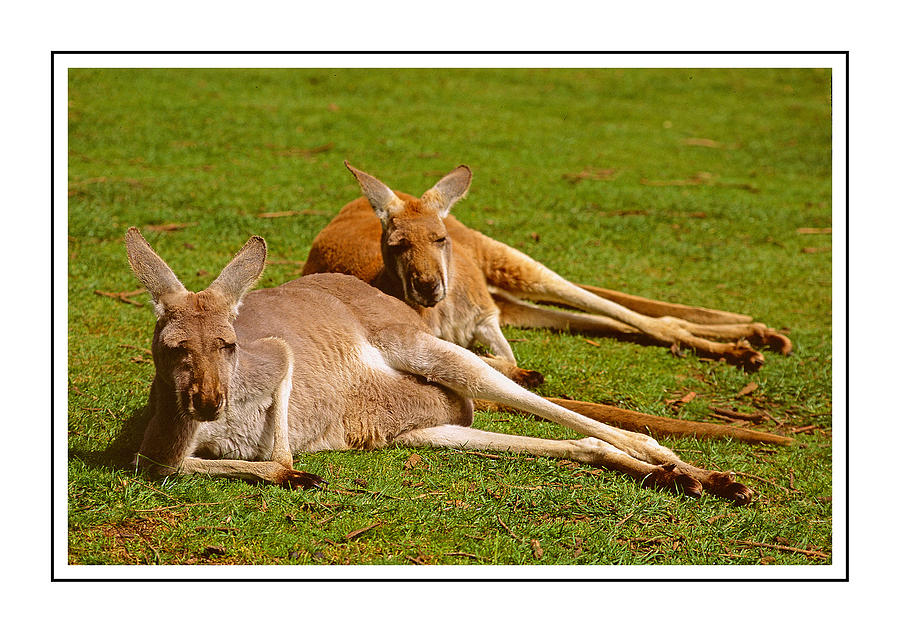 Red Kangaroos Ver.- 3 Photograph by Larry Mulvehill