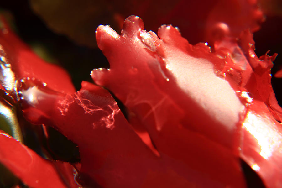Abstract Photograph - Red Kelp by Aidan Moran