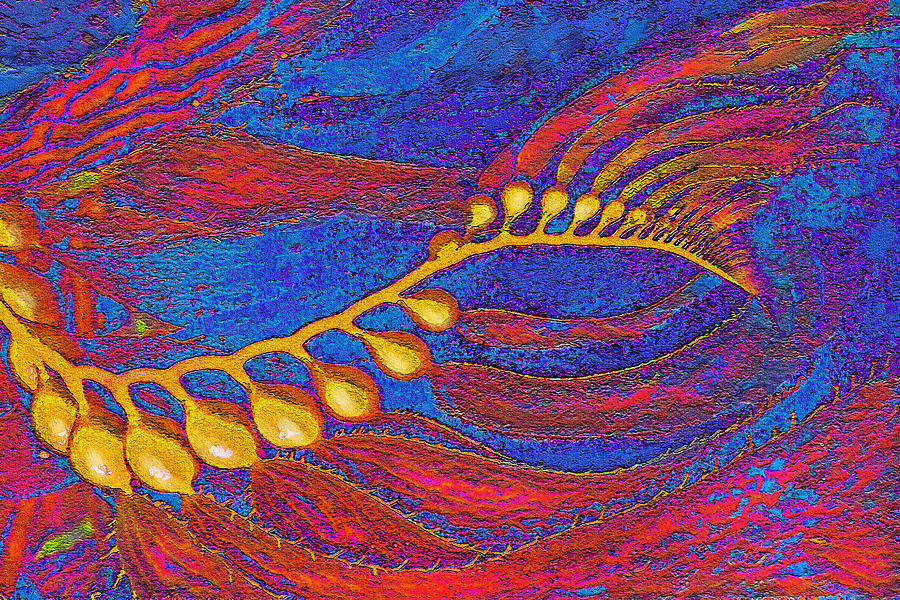 Red Kelp Digital Art by Jane Schnetlage