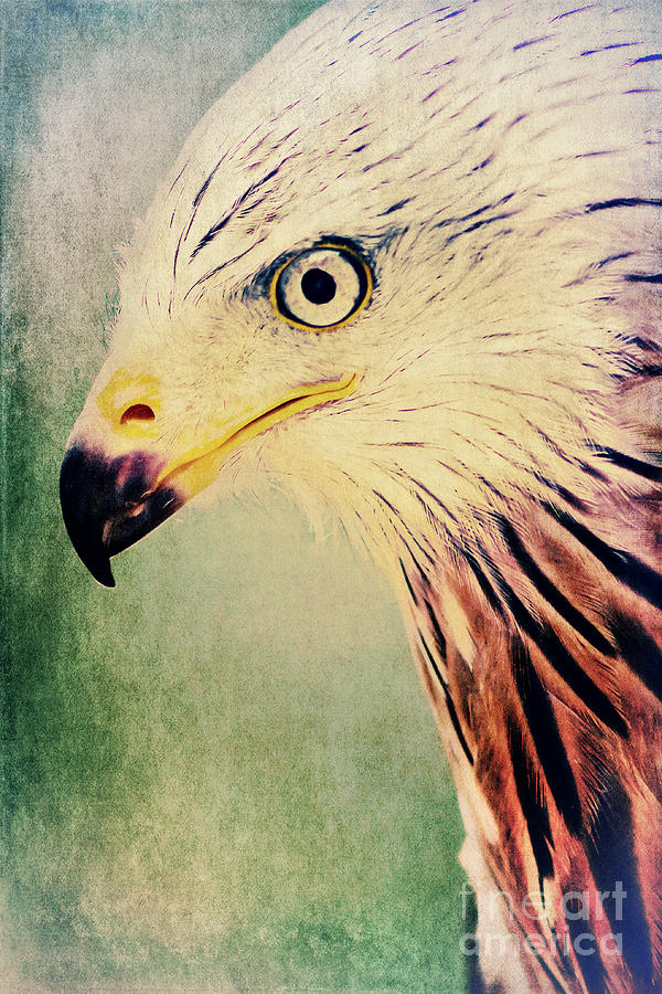 Red Kite Art Photograph by Angela Doelling AD DESIGN Photo and PhotoArt