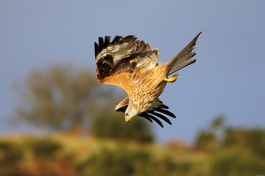 Accipitridae Photograph - Red Kite diving by Grant Glendinning Accipitridae Photograph - Red Kite diving by Grant Glendinning