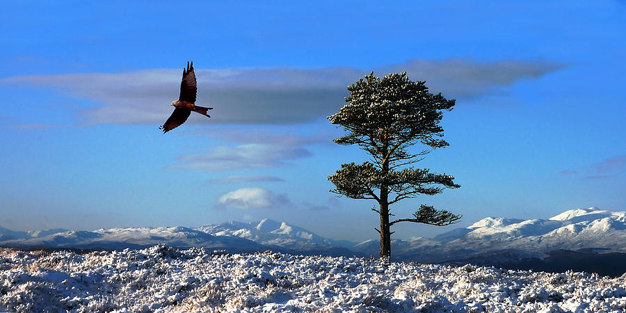 Red kite Photograph by Gavin Macrae