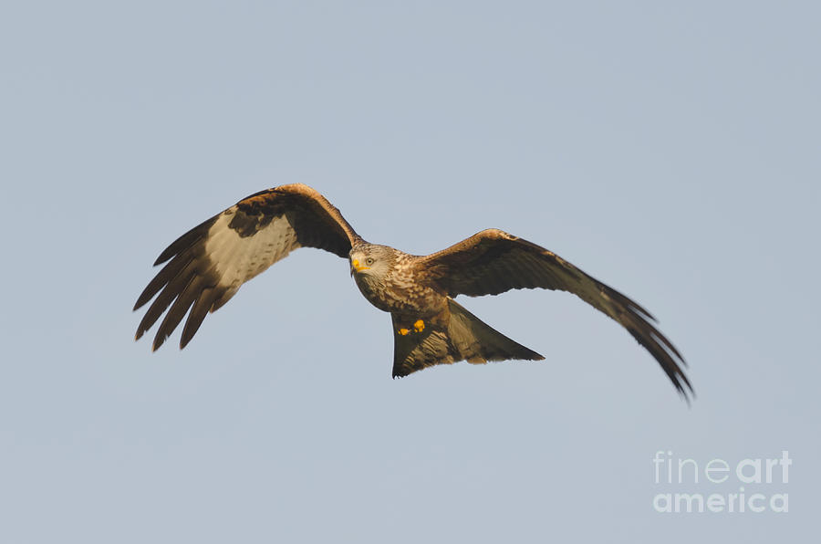 Red kite hovering Photograph by Steev Stamford