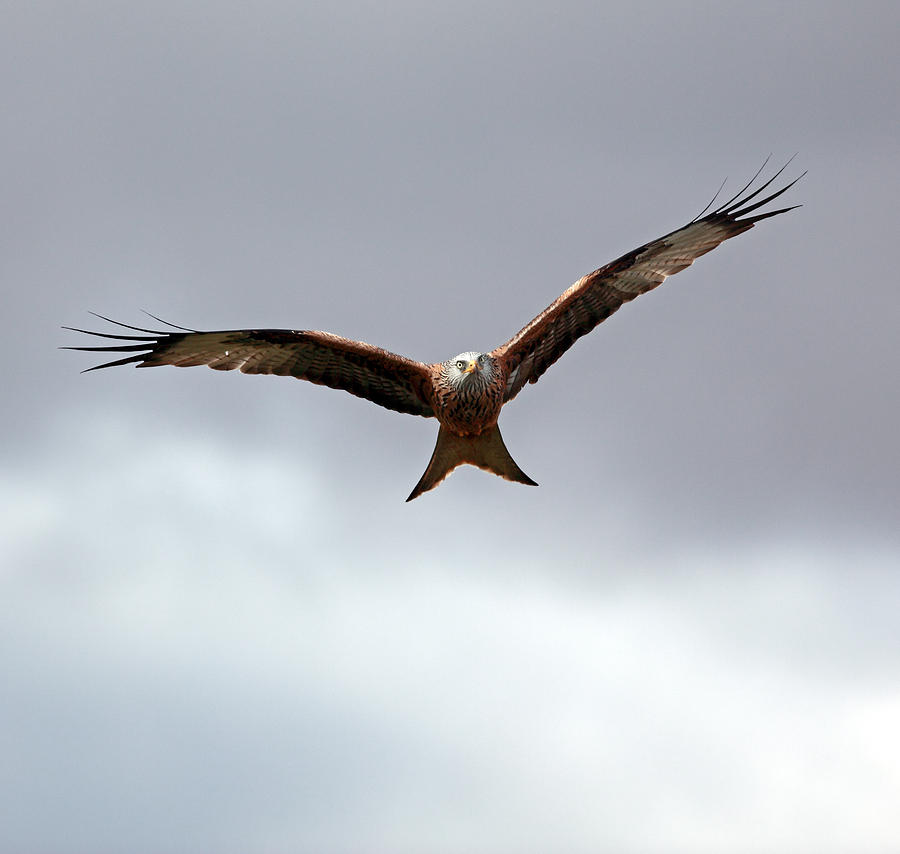 Wildlife Photograph - Red Kite in flight by Grant Glendinning