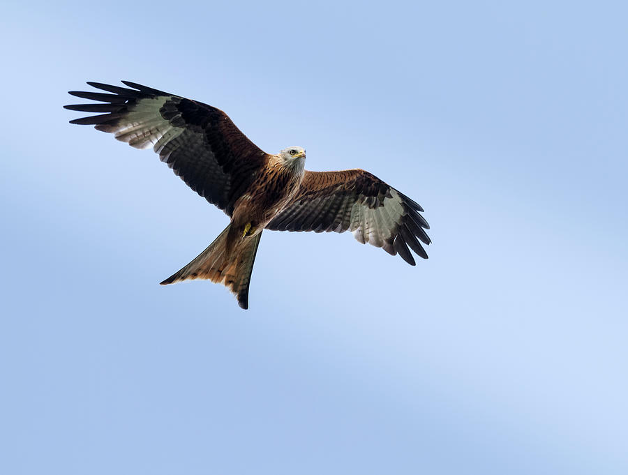 Red Kite In Flight Photograph by Ian Gethings