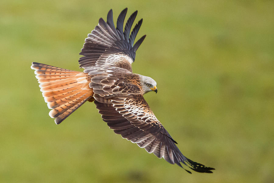 Red kite low fly Photograph by Izzy Standbridge - Fine Art America