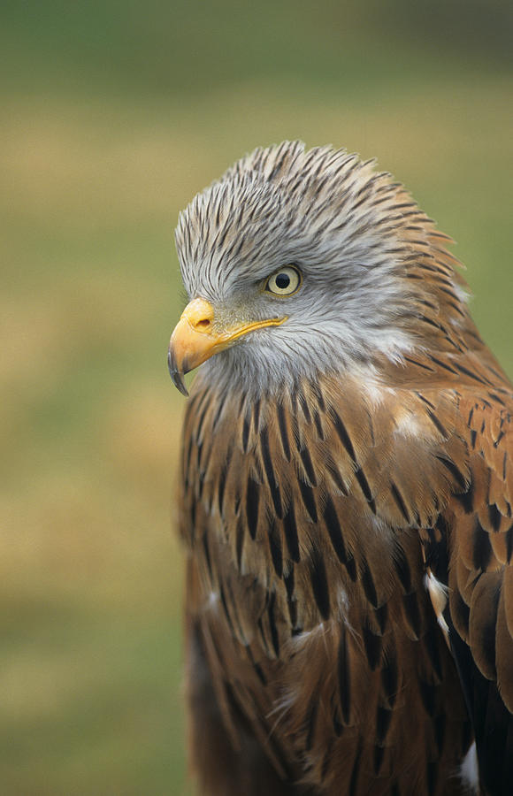 Red Kite Photograph by Martin Withers