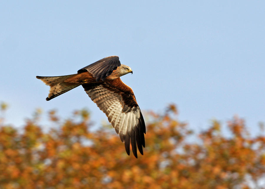 Red Kite Photograph by Paul Scoullar