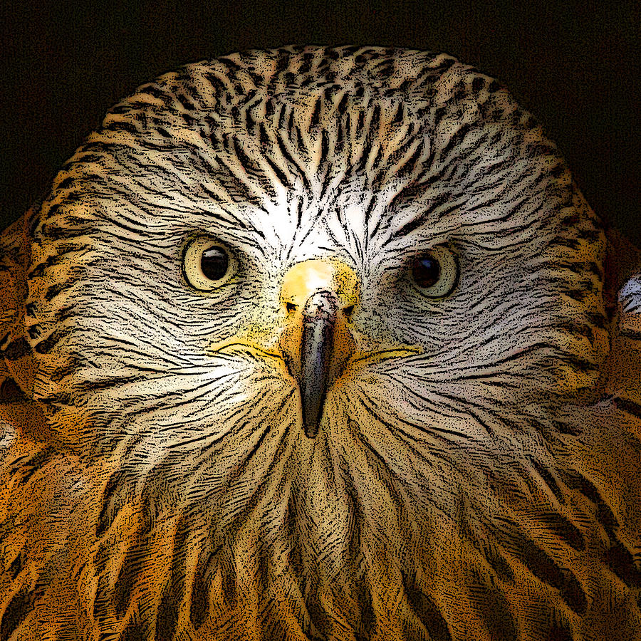 Red Kite Portrait with Texture Photograph by Bill Simpson - Fine Art ...