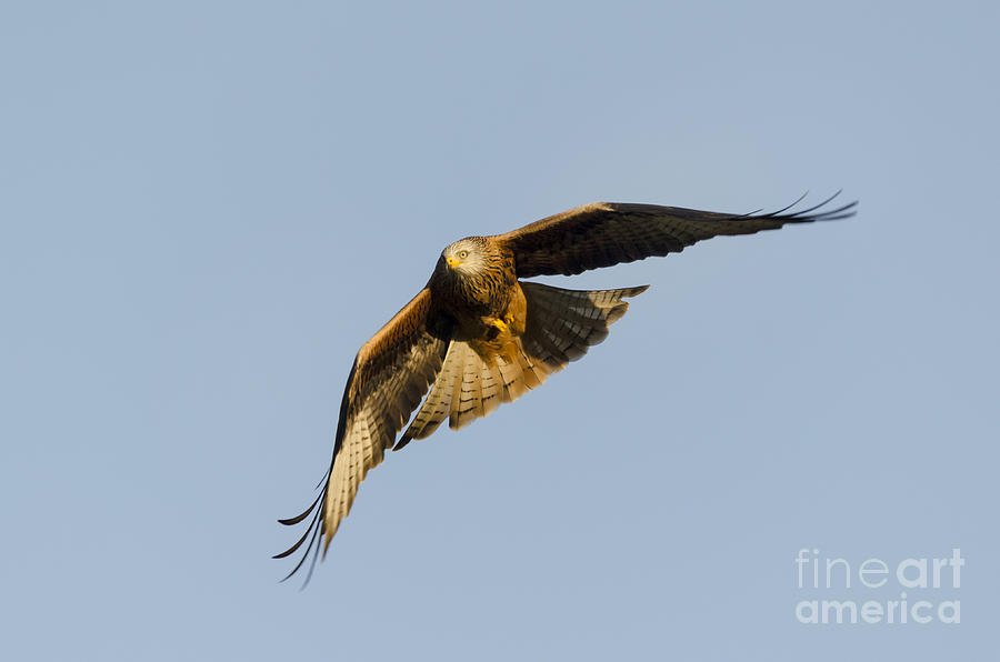 Red kite Photograph by Steev Stamford