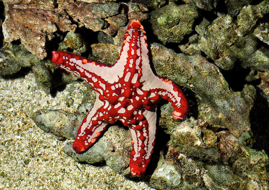 Wildlife Photograph - Red-knobbed Starfish by Nigel Downer