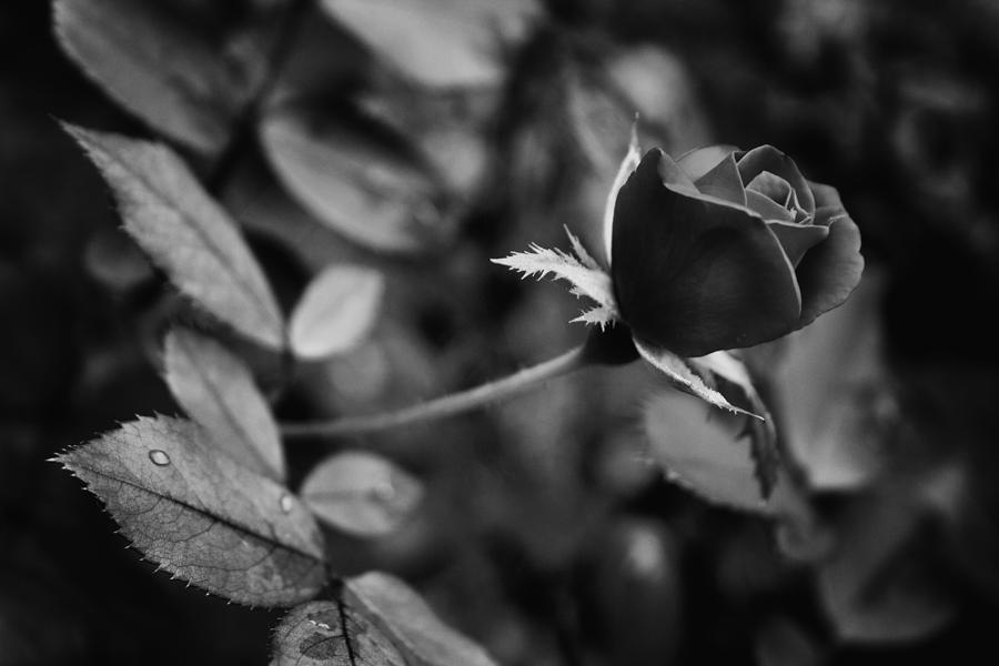 Red Knockout Rose in Monochrome Photograph by Ben Shields
