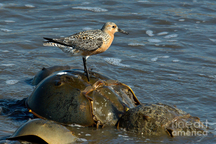 Red Knot On Horseshoe Crab Photograph by Mark Newman