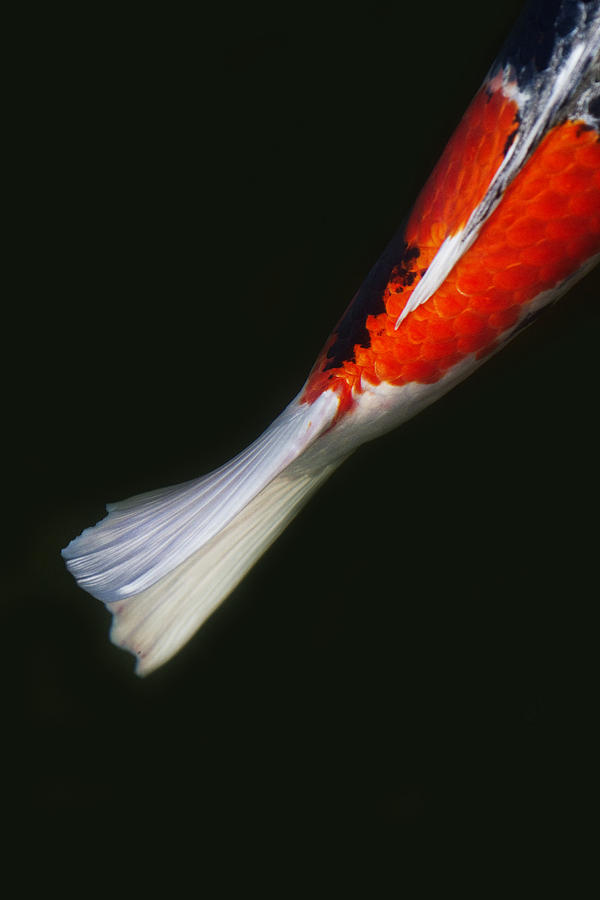 Red Koi Tail Down Vertical Photograph by Rebecca Cozart