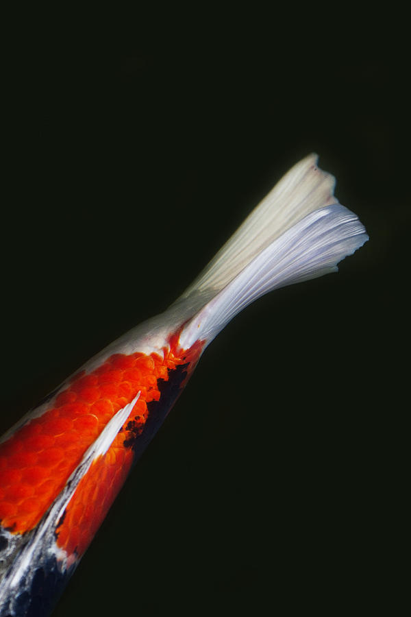 Red Koi Tail Up Vertical Photograph by Rebecca Cozart