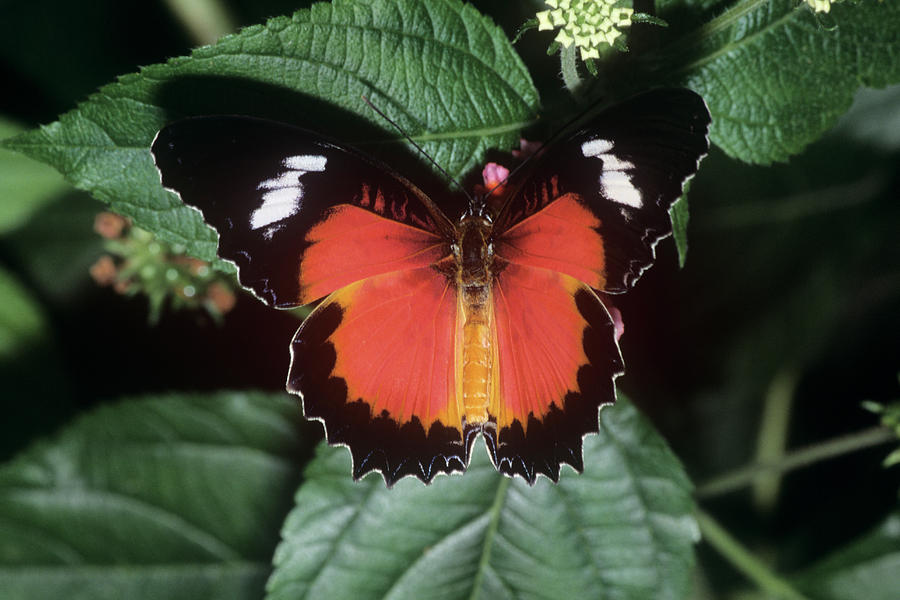 Red Lacewing Butterfly Photograph by M F Merlet/science Photo Library ...