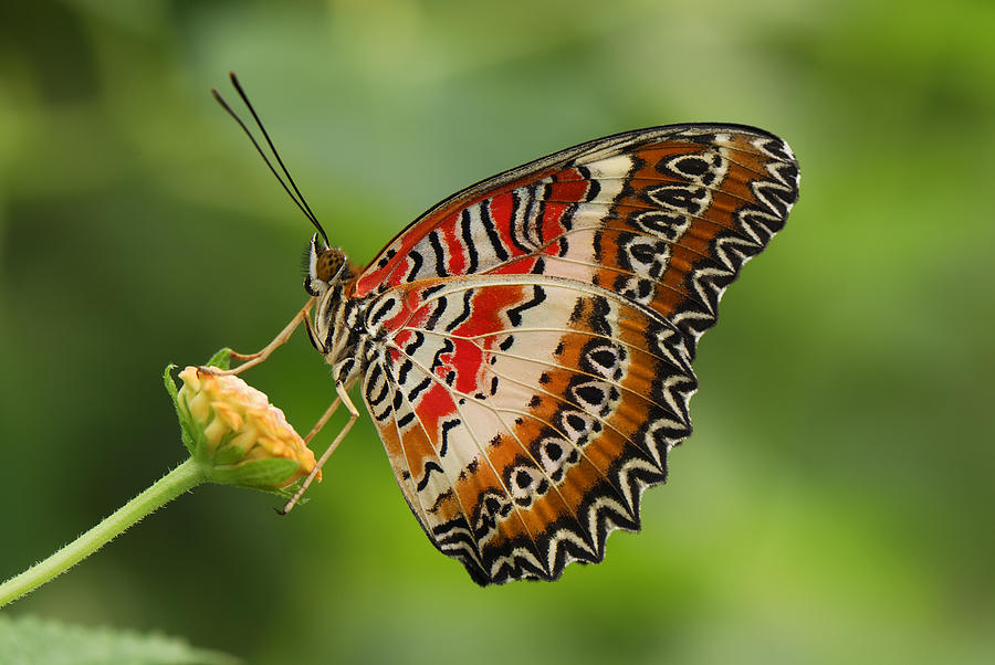 Red Lacewing Butterfly Malaysia Photograph by Thomas Marent