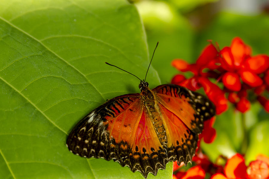 Red Lacewing Butterfly Photograph by Teri Virbickis