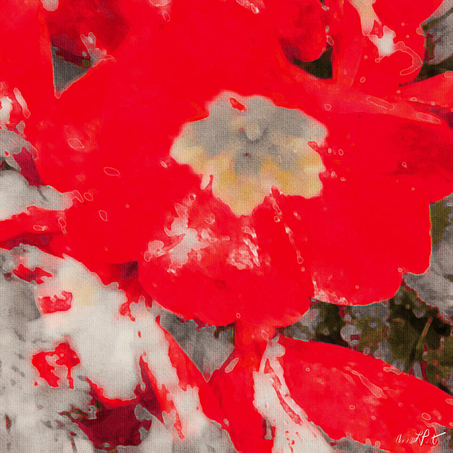 Flower Photograph - Red Lacquered Primroses by Anna Porter