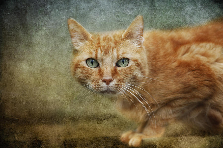 Cat Photograph - Red Lady by Claudia Moeckel