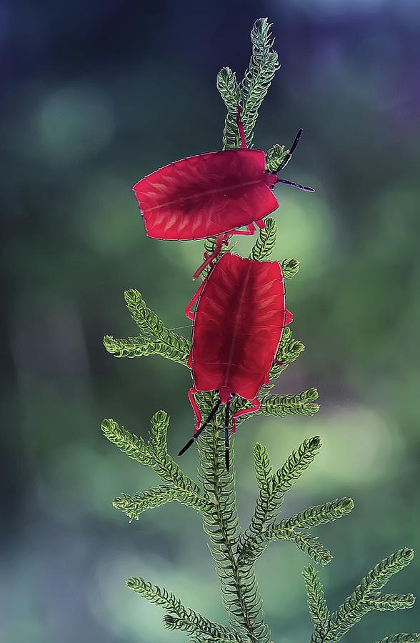 Red Ladybug Photograph by Abdul Gapur Dayak