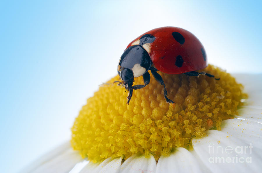 Red Ladybug and Camomile Flower Photograph by Boon Mee