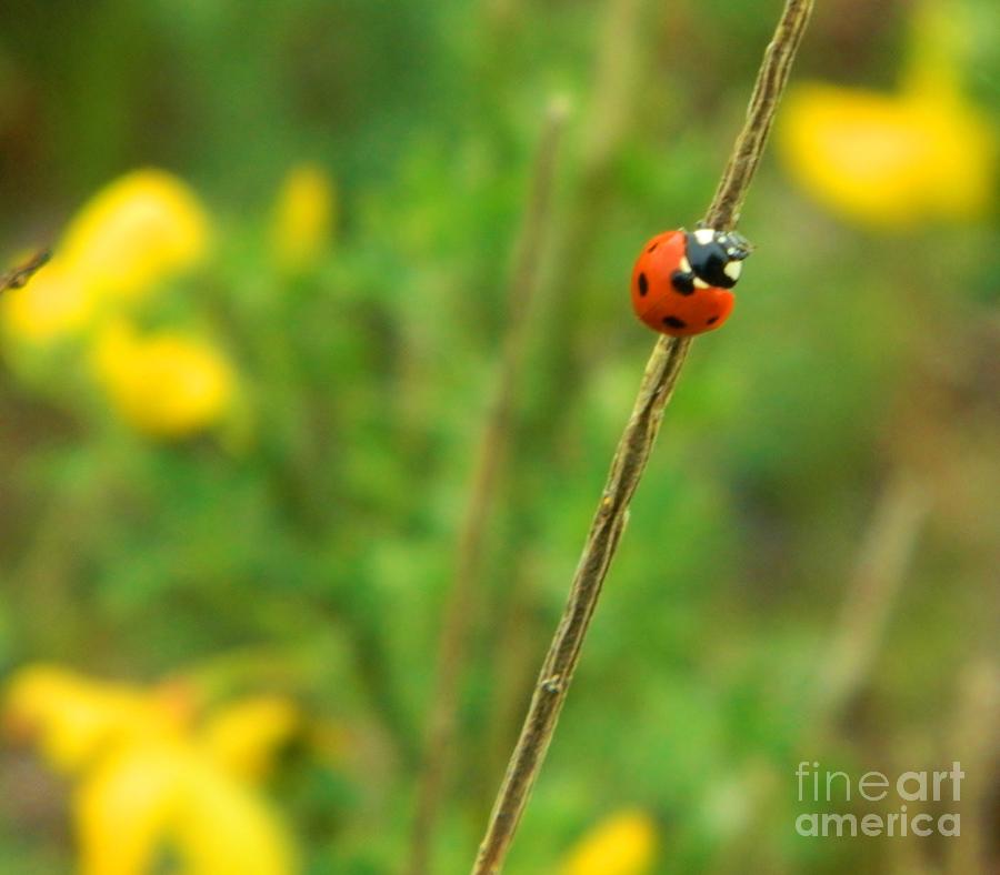 Red Ladybug Photograph by Gallery Of Hope 