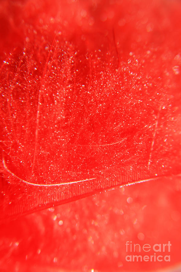 Feather Photograph - Red by Lali Kacharava