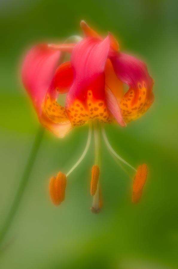 Red Lantern Flower Photograph by Greg Nyquist
