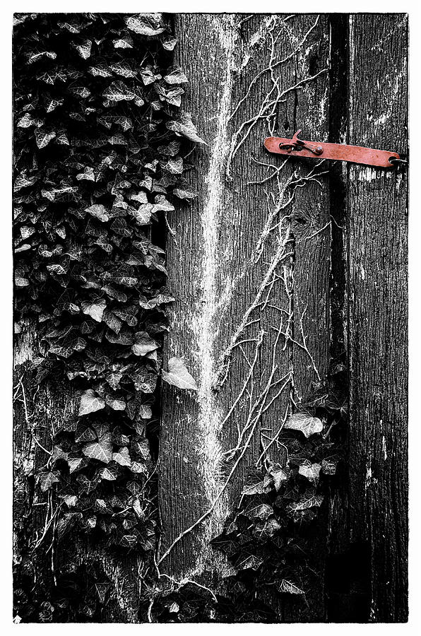 Red Latch on Old Barn Door Photograph by Steve Hurt